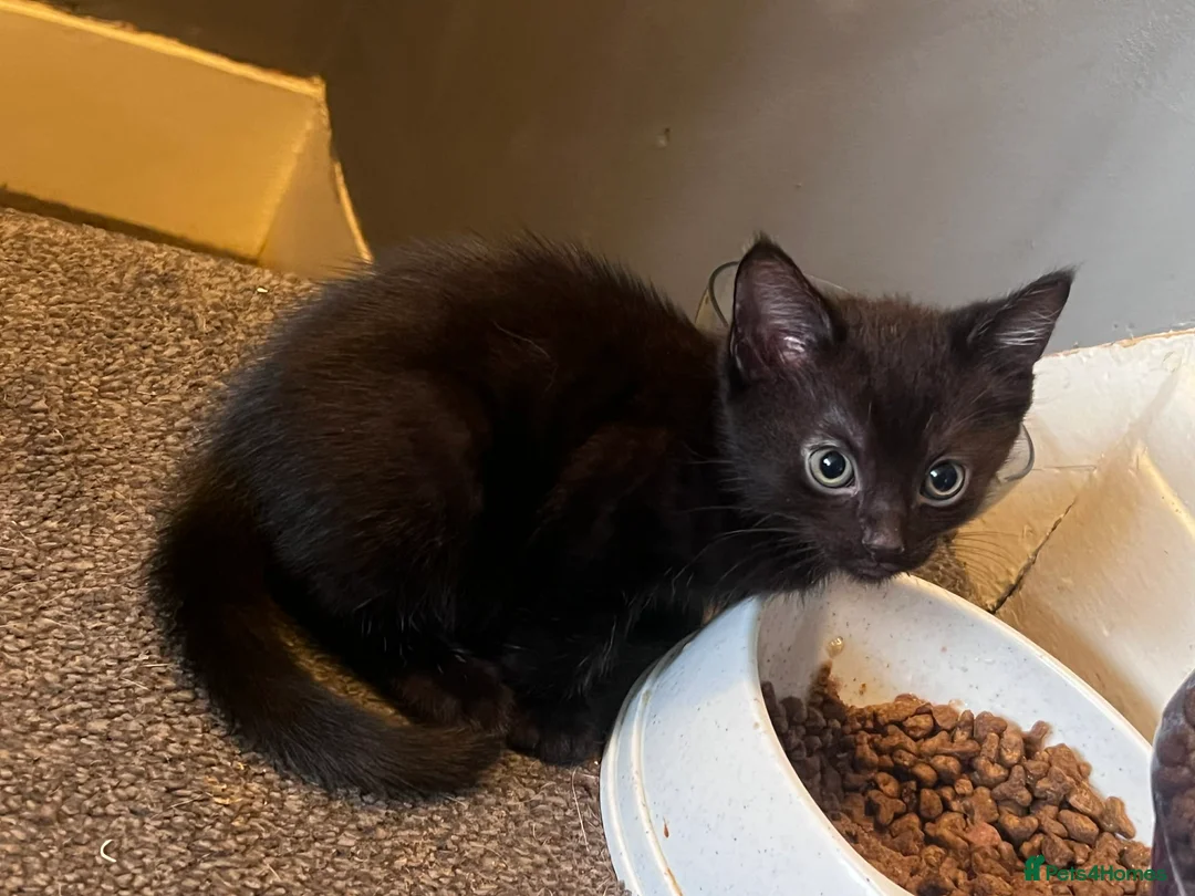 Mixed Breed cats for sale: Black kittens - Advert 3