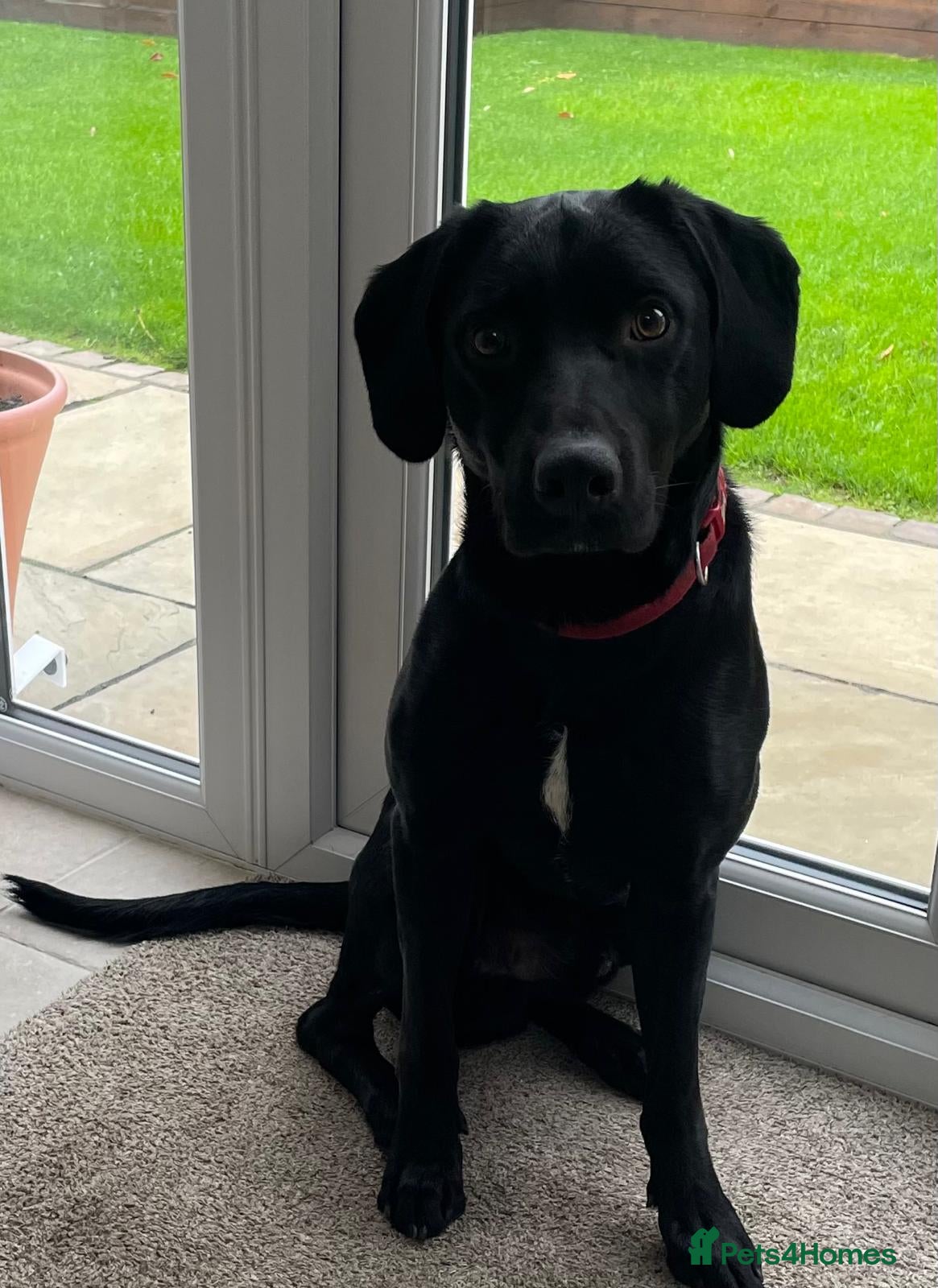 Springador dogs Celt  - Advert 1