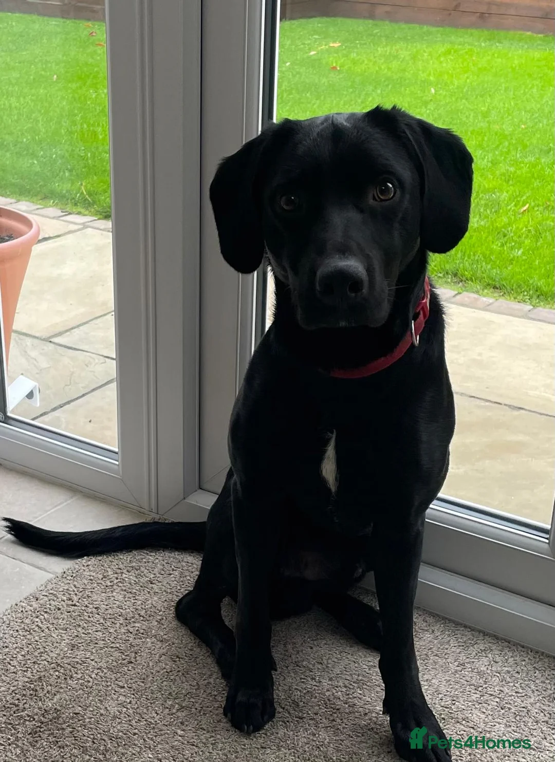 Springador dogs for sale: Celt  - Advert 1