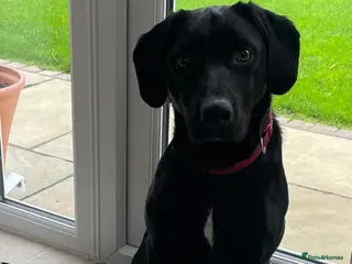 Springador dogs Celt - Advert 1