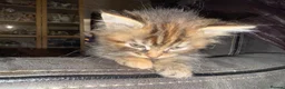 Maine Coon cats for sale: Stunning Maine Coon X Kittens Needing New Homes! - Advert 32