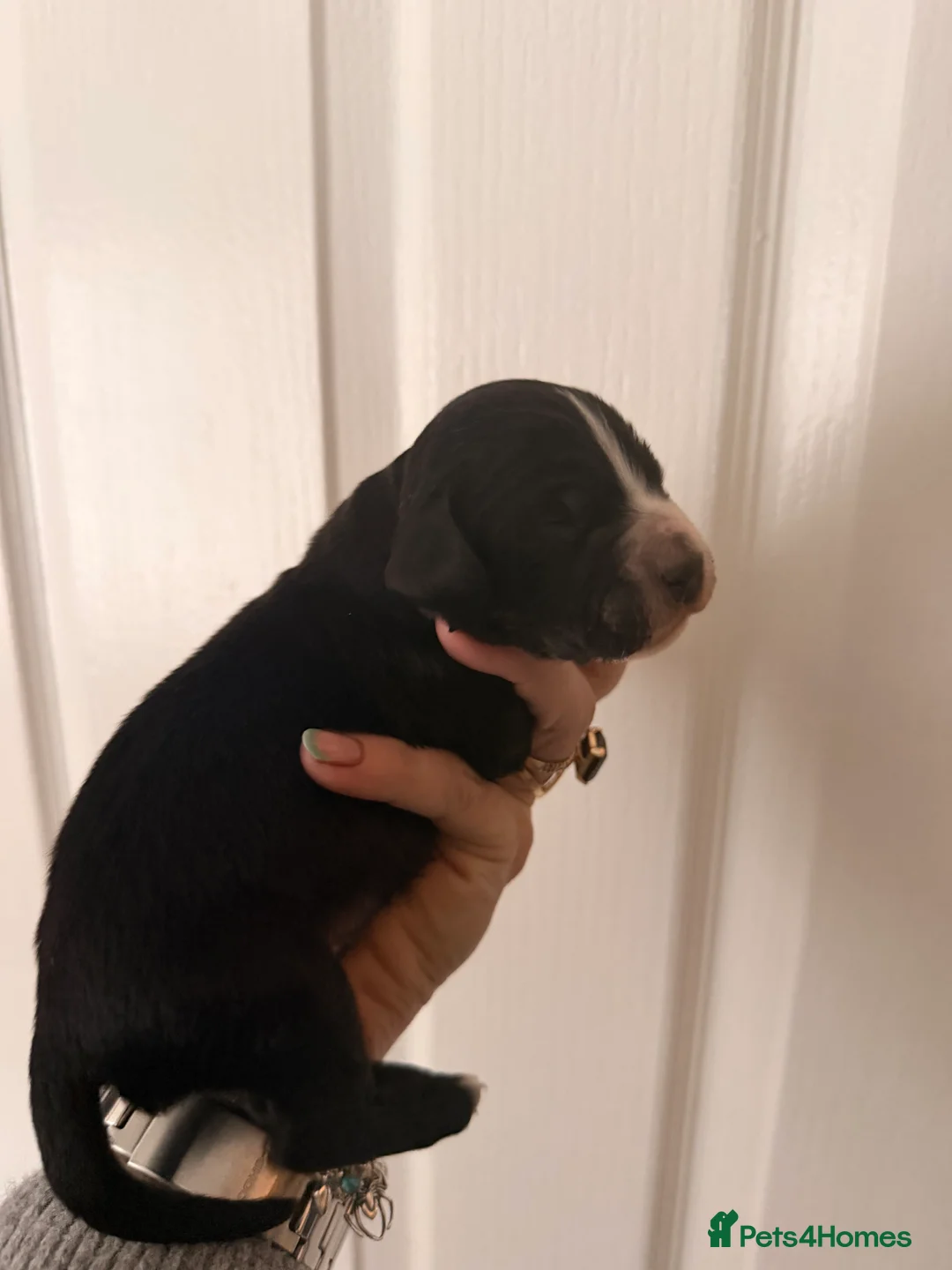 Sprocker dogs for sale: Beautiful sprocker puppies for sale. - Advert 6