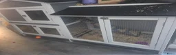 Guinea Pig rodents for sale: Guinea pig for sale  - Advert 3