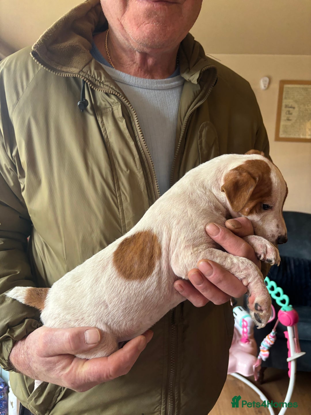 Jack Russell dogs for sale: 1 male 1 female Jack Russell pups - Advert 3