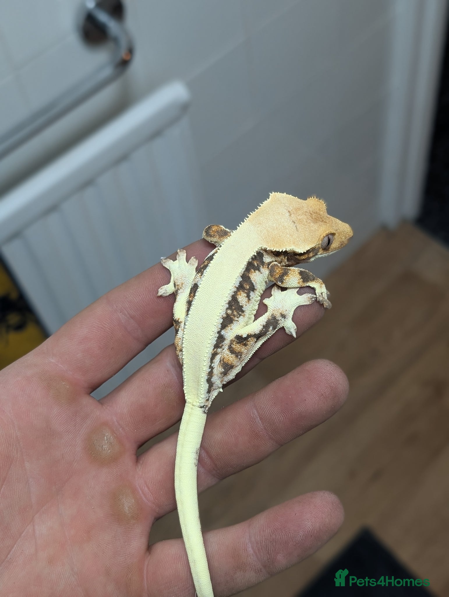 Gecko reptiles Available Lilly White - Advert 14