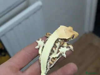 Gecko reptiles Available Lilly White - Advert 14