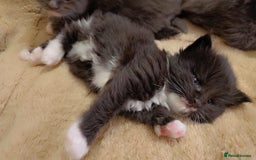 Maine Coon cats for sale: Stunning cubs  - Image 13