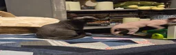 Devon Rex cats for sale: Ready now Black Devon Rex boy - Advert 12