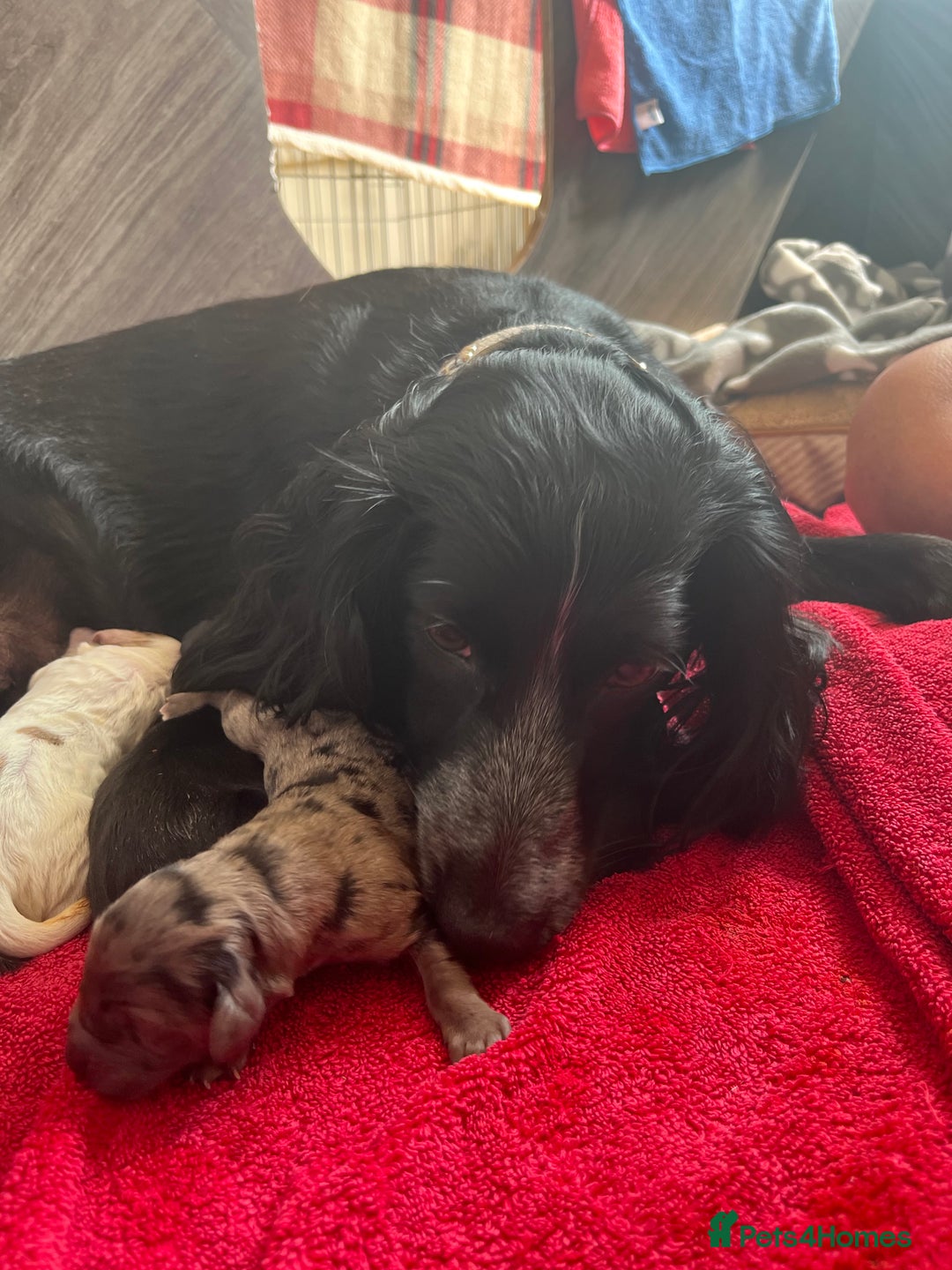 Cocker Spaniel dogs for sale: Merle Cocker Spaniel puppies 💖✨ - Image 7