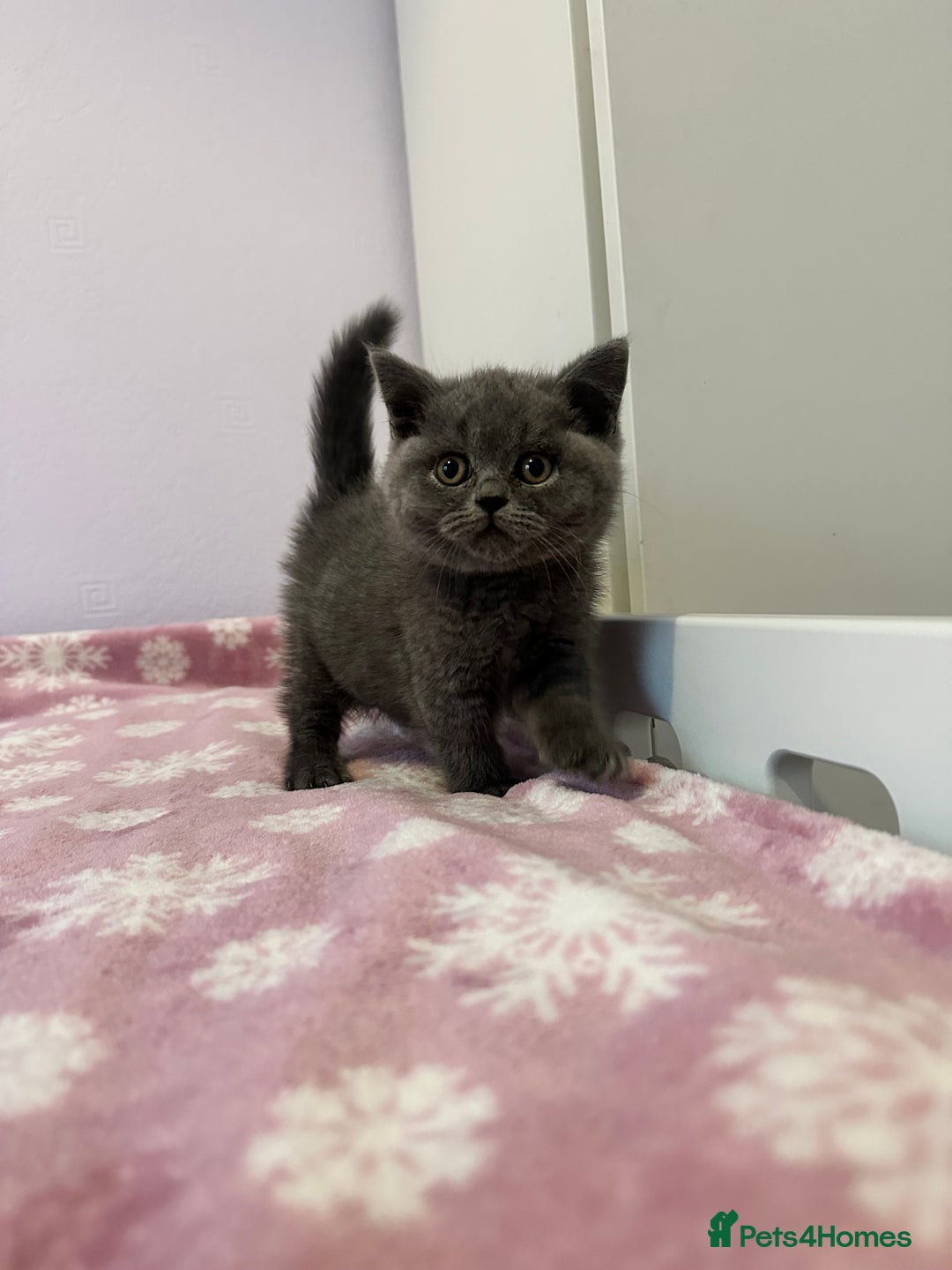 British Shorthair cats for sale: Championline British Blue kittens - Image 6