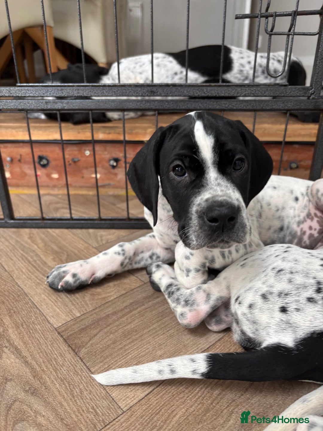 Pointer dogs for sale: ⭐️ LAST 3 PUPS REMAINING!⭐️ - Image 21