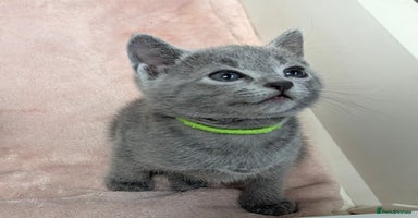 Russian Blue cats - Advert 3