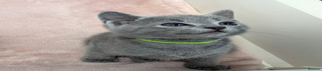 Russian Blue Kitten 1