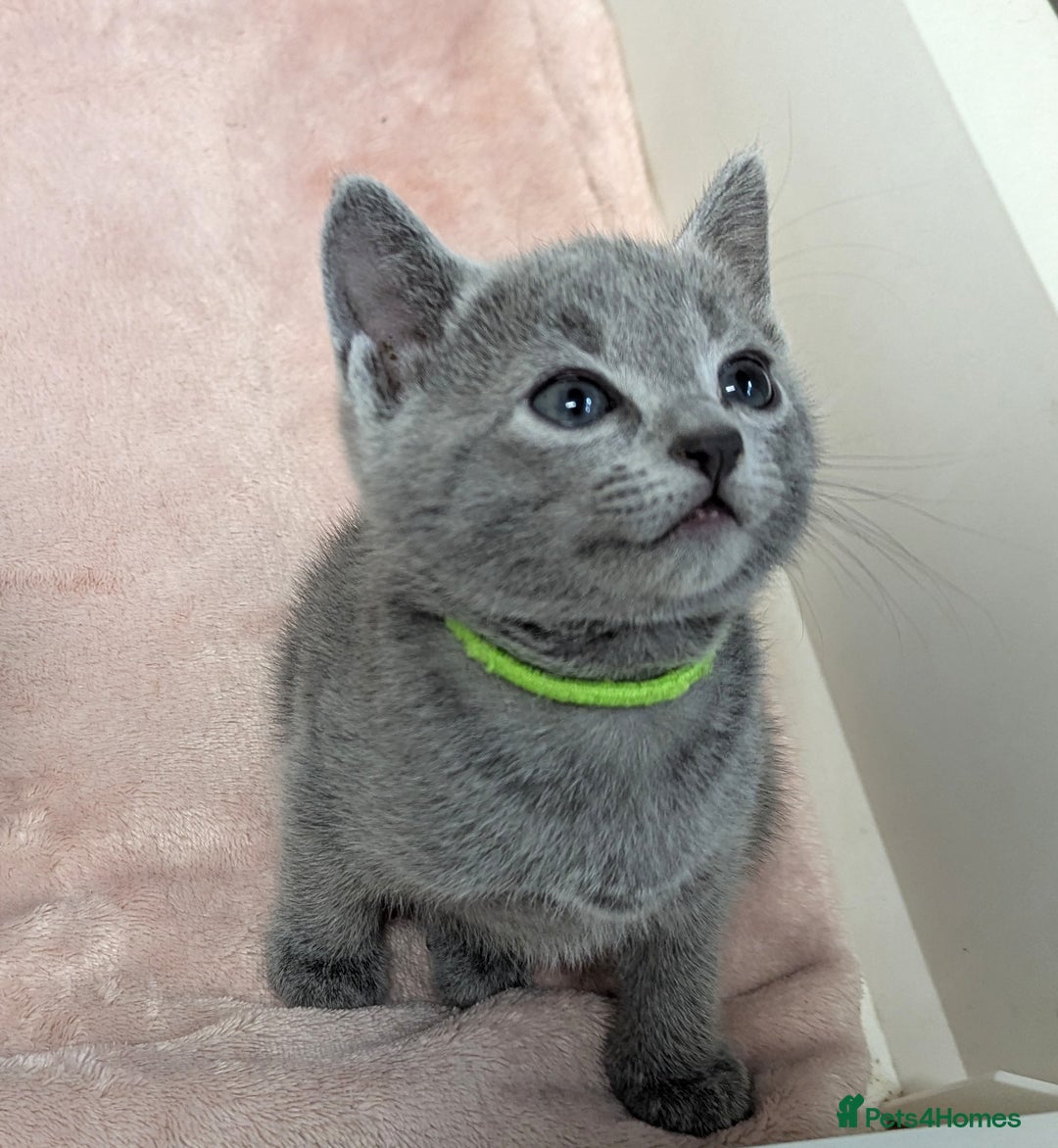 Russian Blue cats for sale: TICA Registered Affectionate Kittens - Image 3