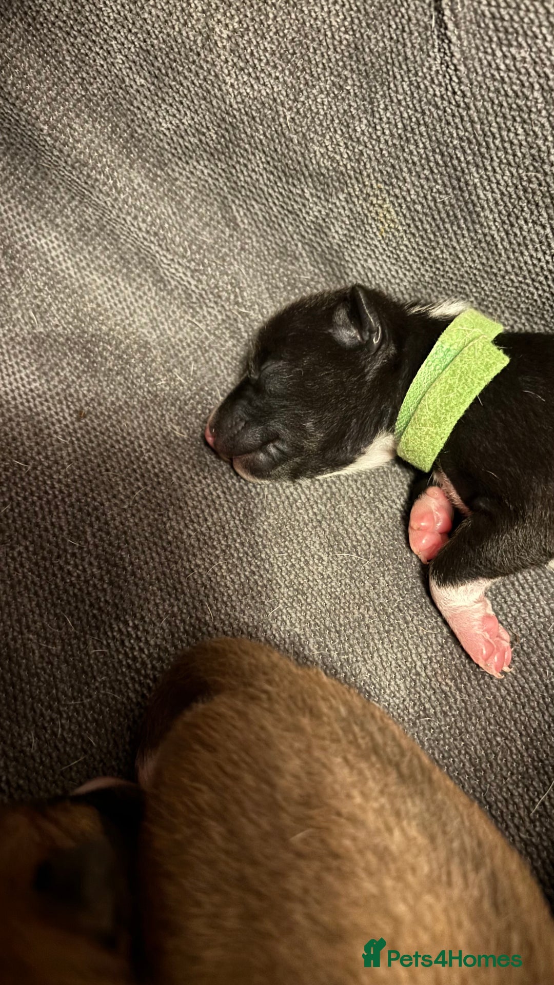 Basenji dogs for sale: Basenji puppies  - Advert 7