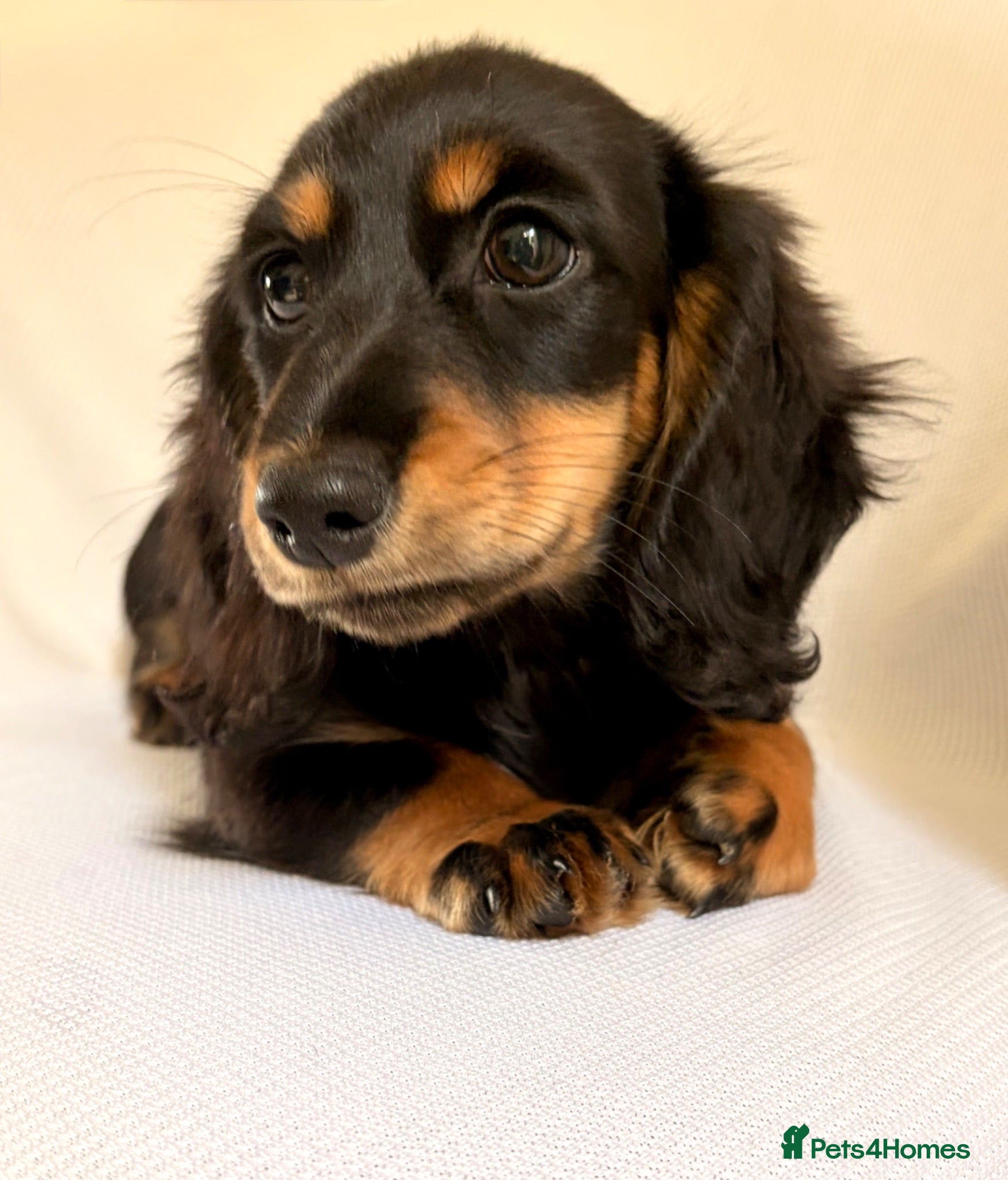 Miniature Dachshund dogs READY NOW Longhaired Miniature Dachshund Puppies - Advert 2
