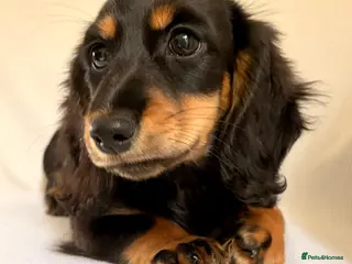 Miniature Dachshund dogs READY NOW Longhaired Miniature Dachshund Puppies - Advert 2