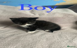 British Shorthair cats for sale: Beautiful kittens - Image 3