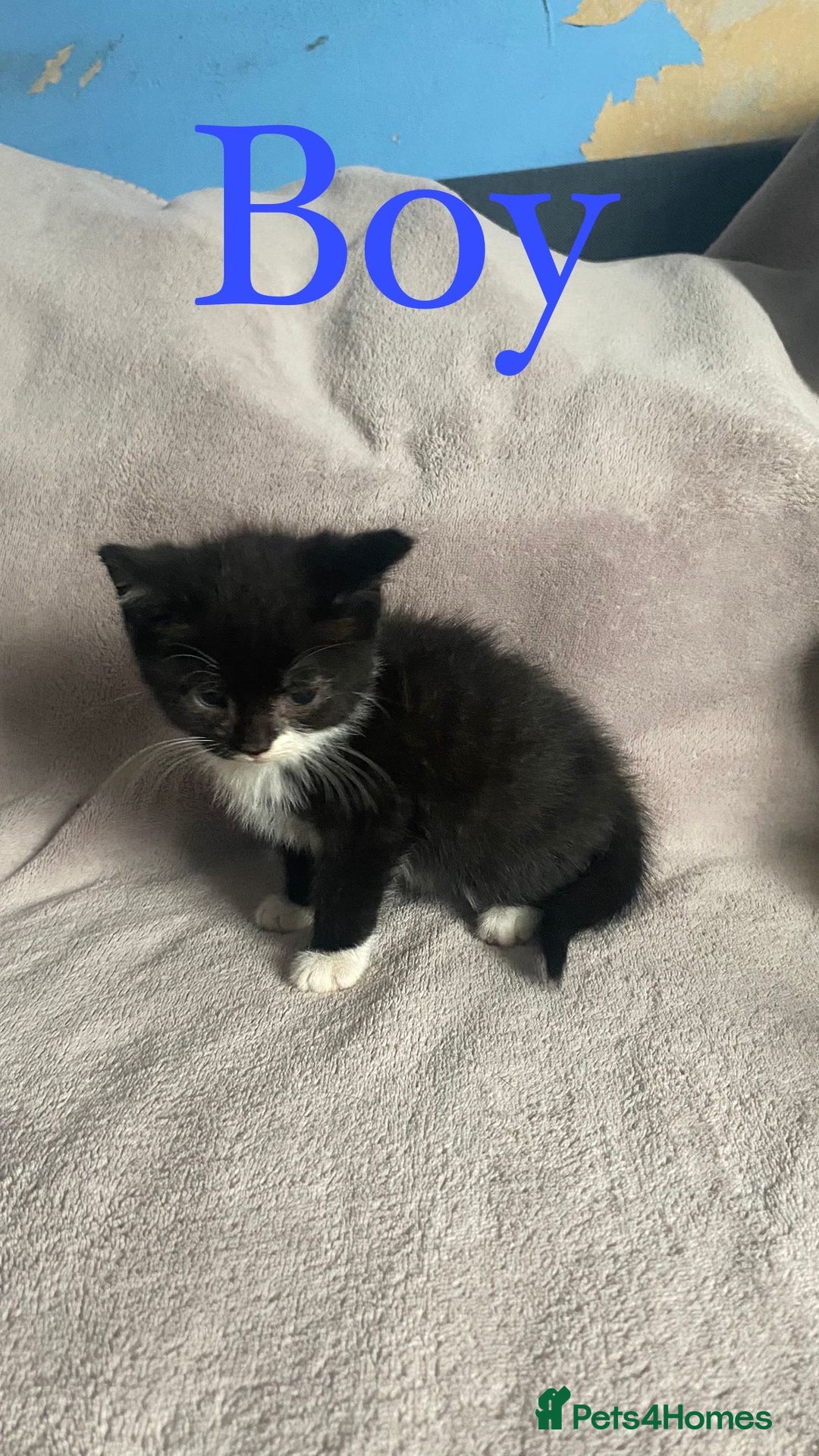 British Shorthair cats for sale: Beautiful kittens - Image 3