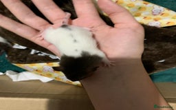 Rat rodents for sale: BABY RAT PUPS - Image 6