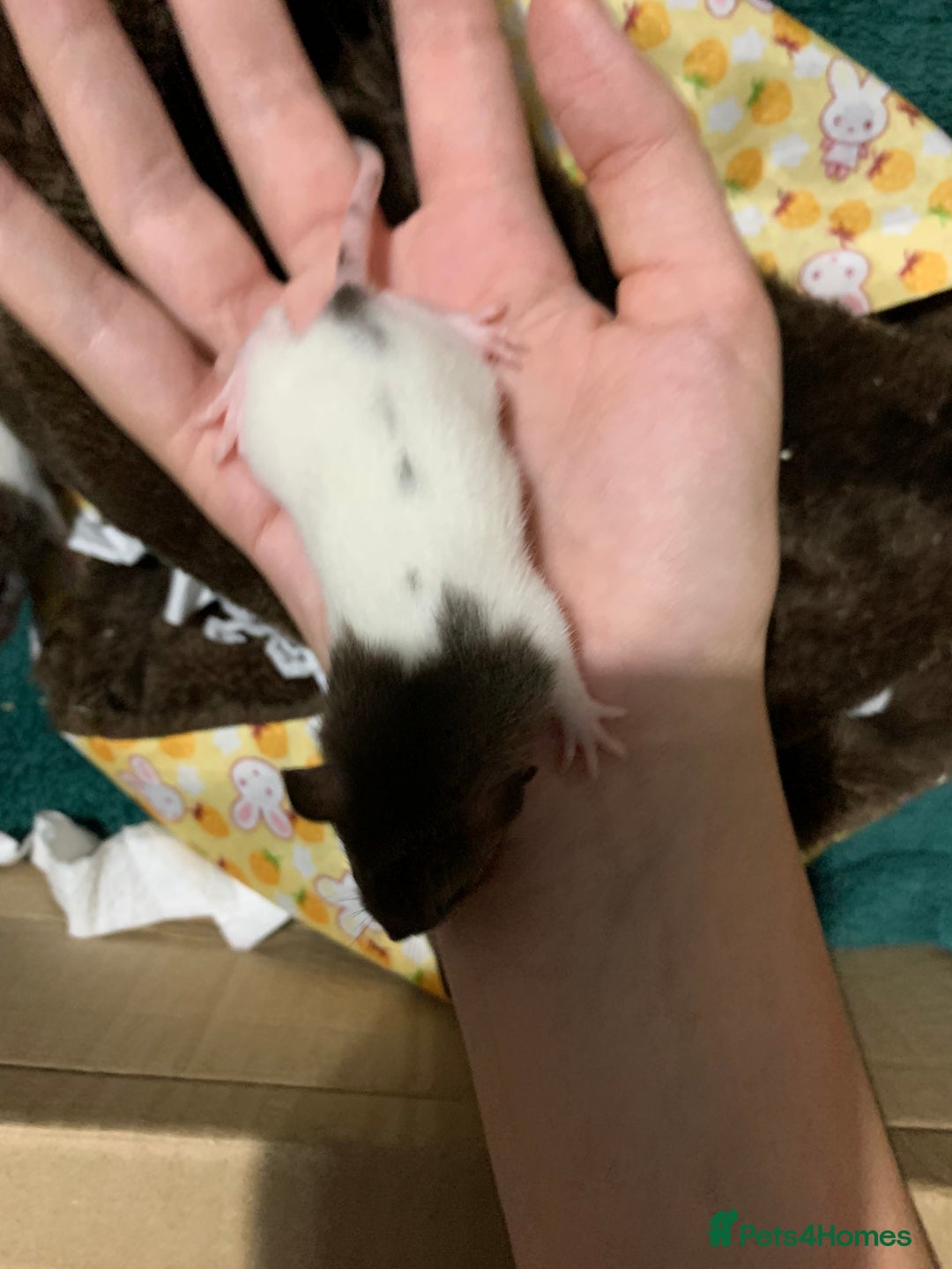 Rat rodents for sale: BABY RAT PUPS - Image 6