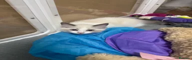 Ragdoll 3