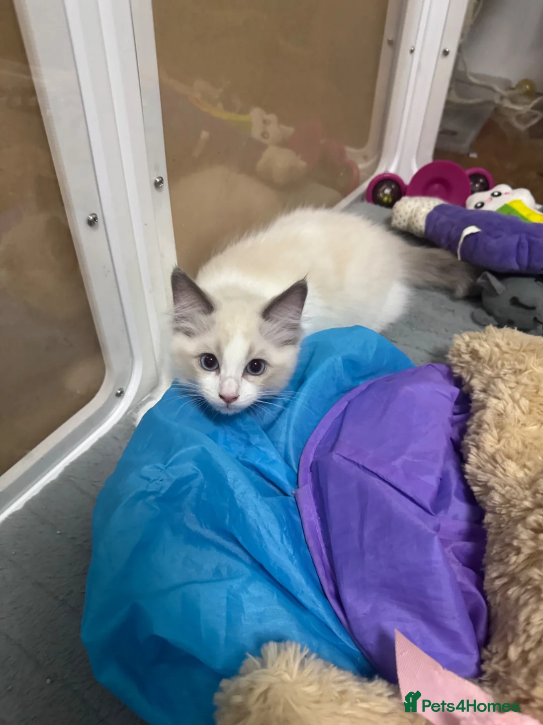 Ragdoll cats for sale: Ready for new home sweets kittens  - Advert 2