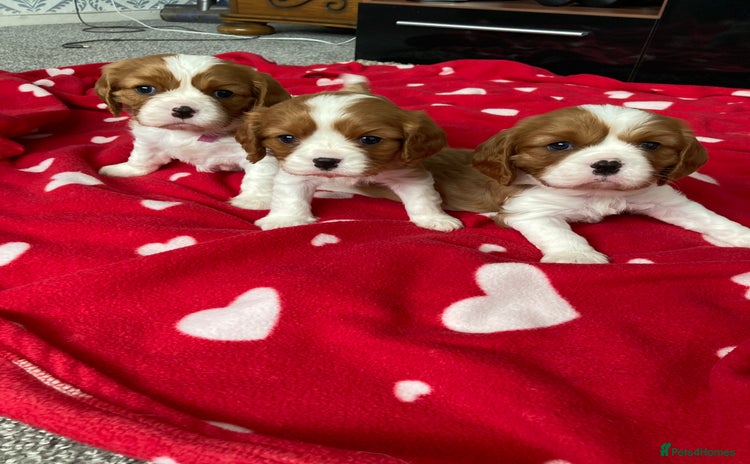 Cavalier King Charles Spaniel dogs - Advert 7