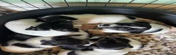 Jack Russell dogs for sale: 1 Female Jack Russell Puppy - Advert 3