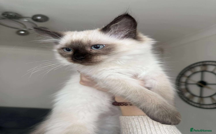 Ragdoll cats - Advert 9