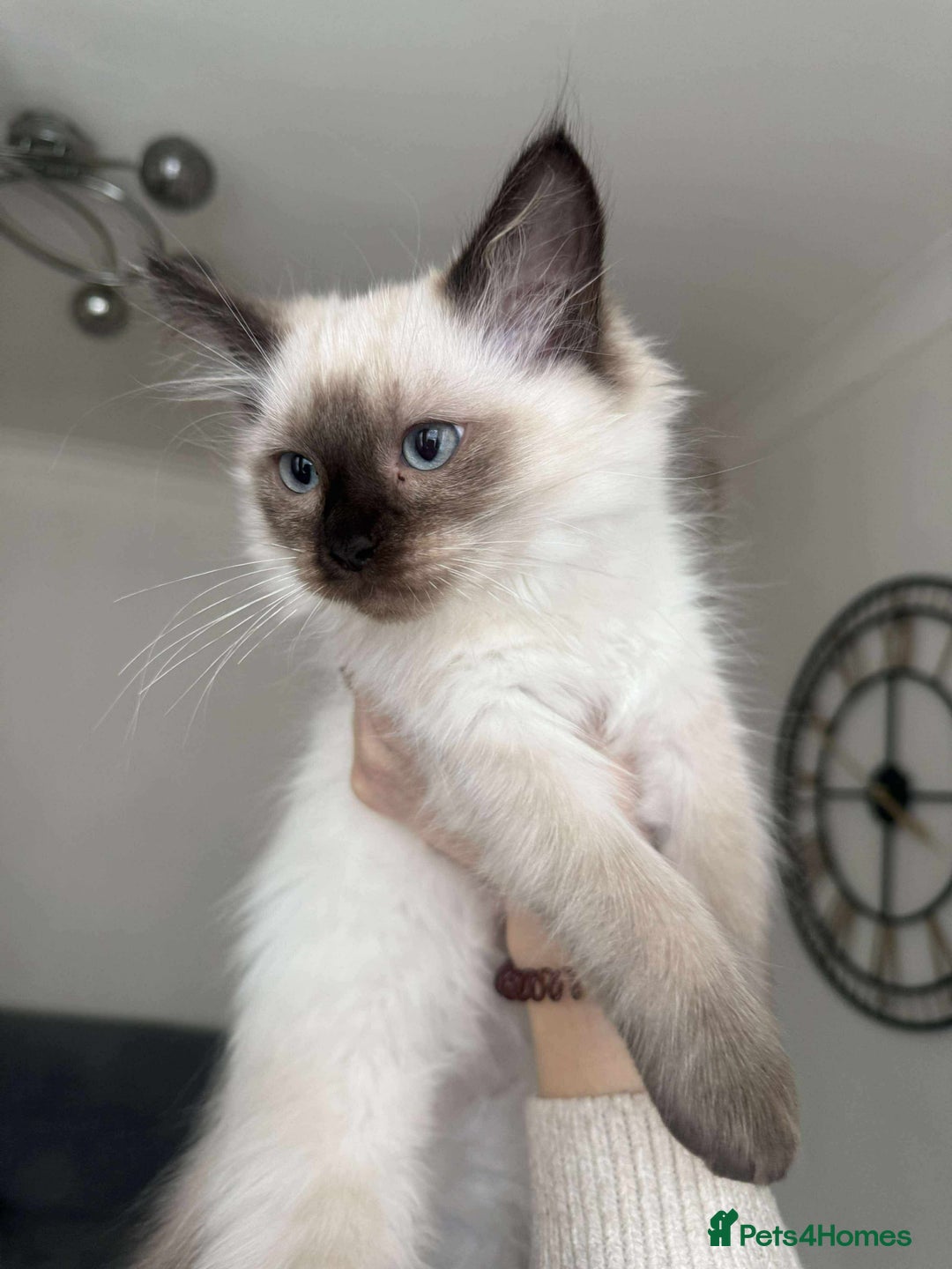 Ragdoll cats for sale: Ragdoll kittens - Image 1