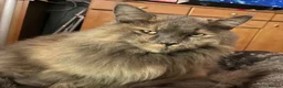 Maine Coon cats for sale: Four gorgeous Maine Coons left! - Advert 5