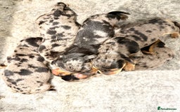 Miniature Dachshund dogs for sale: Stunning silver dapple miniature dachshunds - Image 5