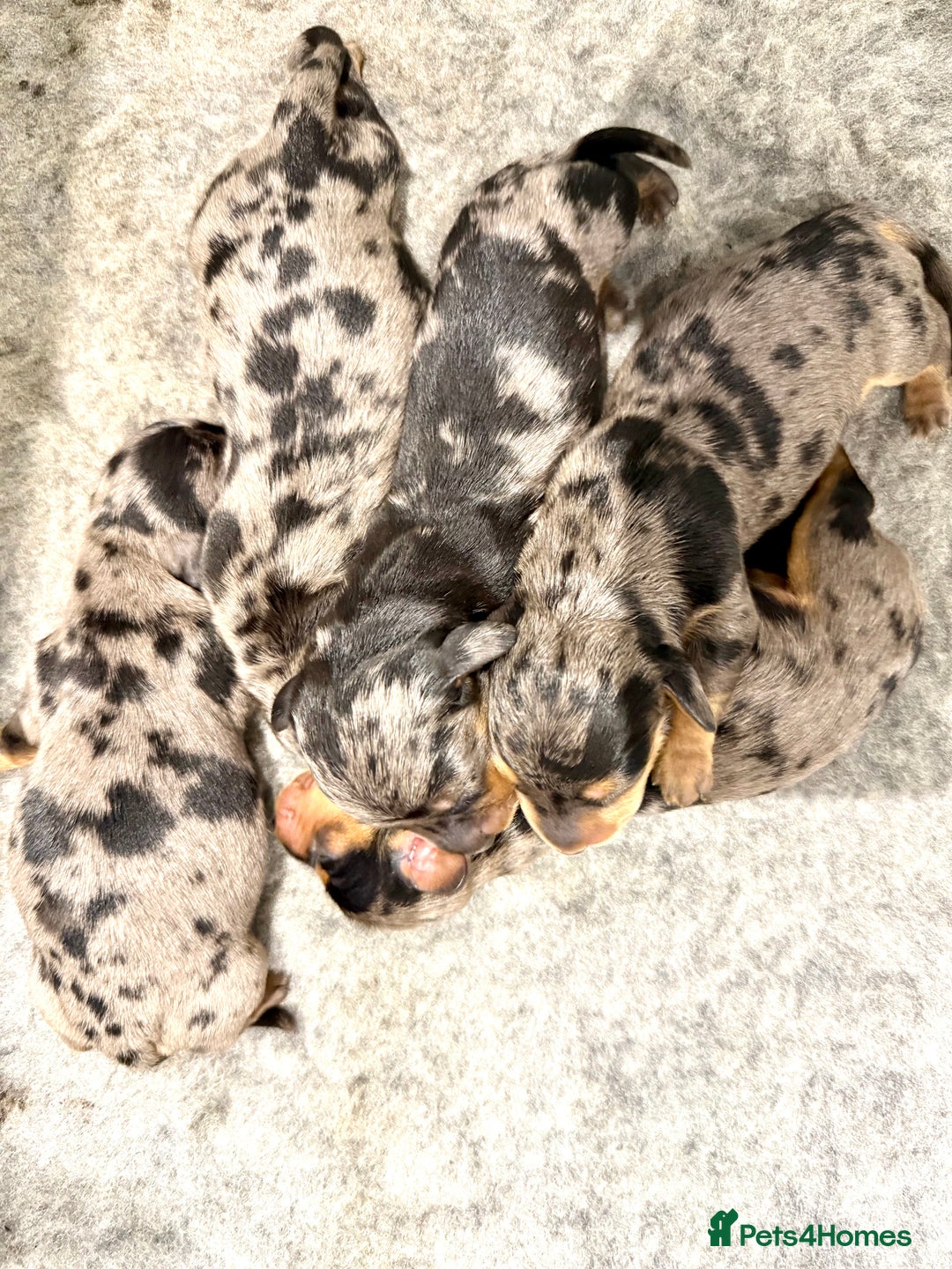 Miniature Dachshund dogs for sale: Stunning silver dapple miniature dachshunds - Image 5
