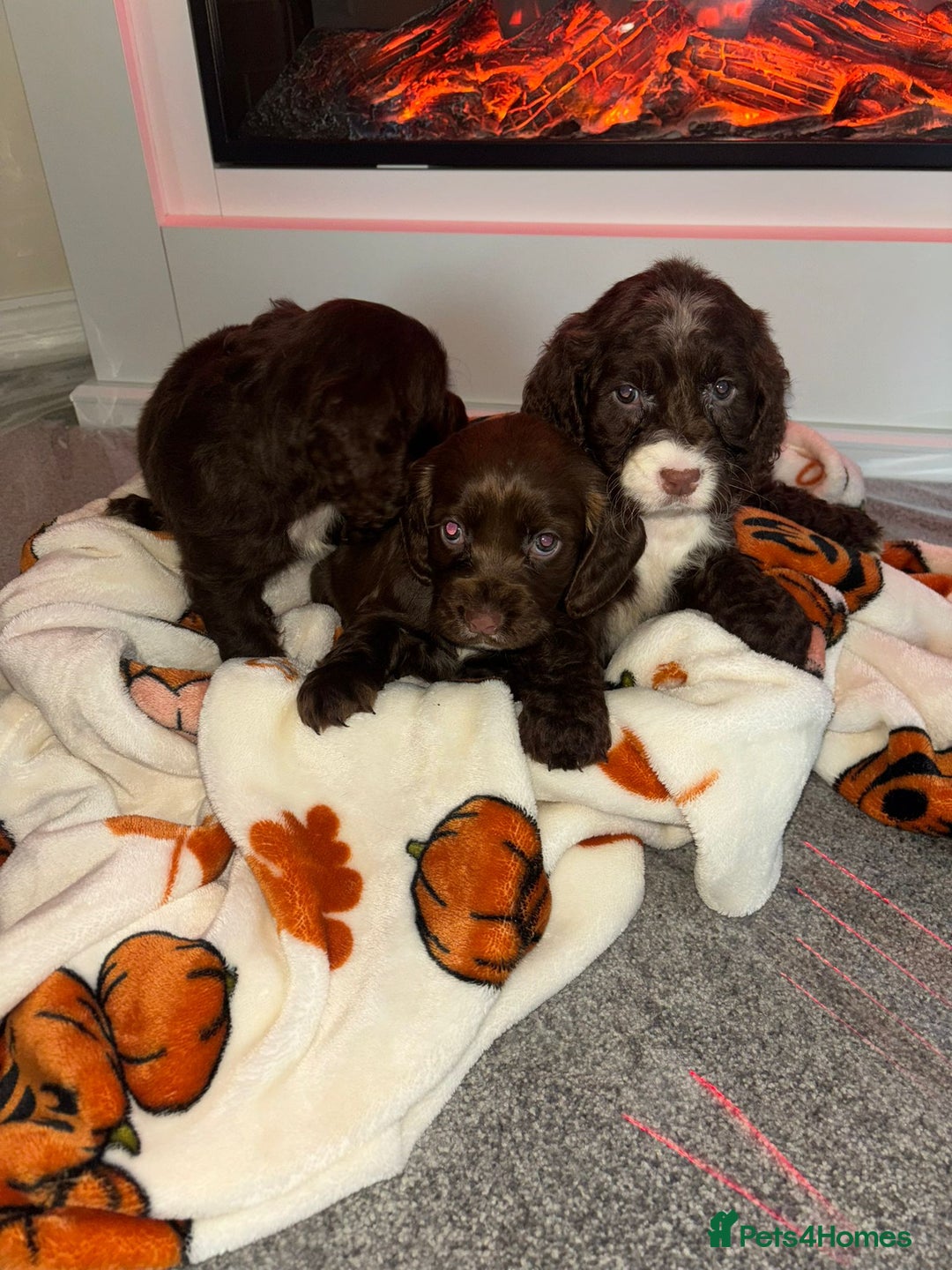 Cocker Spaniel dogs for sale: Cocker spaniel puppies - Image 6