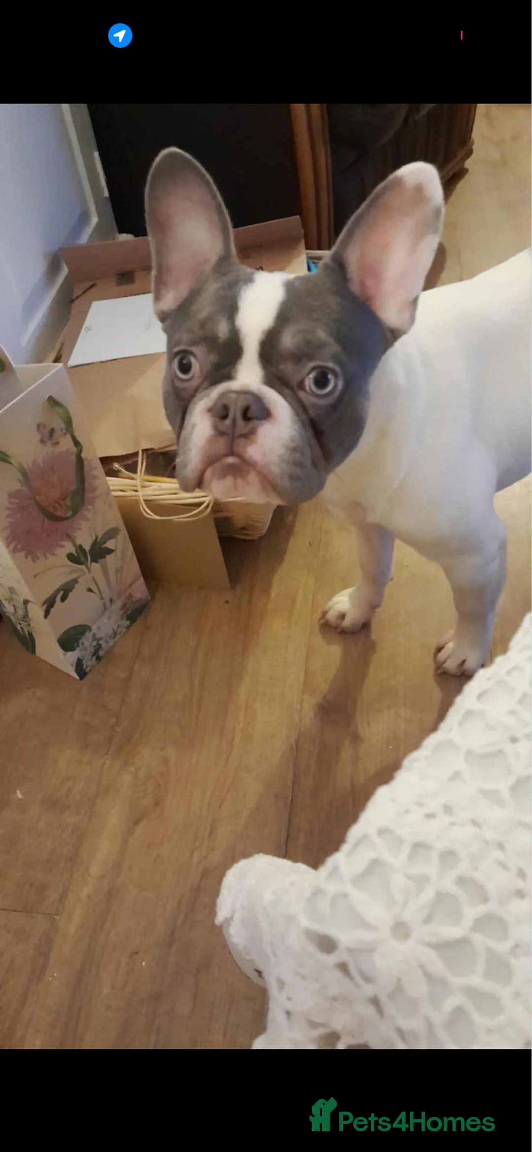 French Bulldog dogs for sale: French bulldog  in Bristol - Advert 1