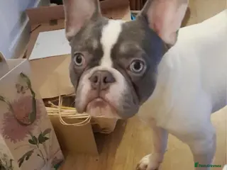 French Bulldog dogs French bulldog in Bristol - Advert 10