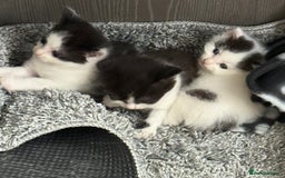 Mixed Breed cats for sale: Mixed breed kittens ready now  - Image 13