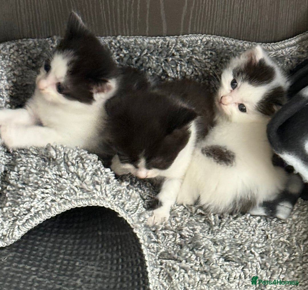 Mixed Breed cats for sale: Mixed breed kittens ready now  - Image 13