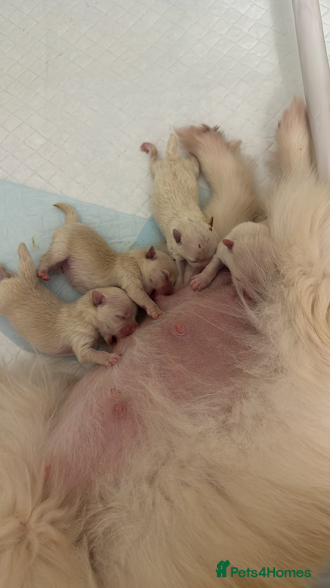 Pomeranian dogs for sale: Champion blood line teddy bear Pomeranian pups  - Advert 7