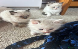Ragdoll cats for sale: Ragdolls - Image 4