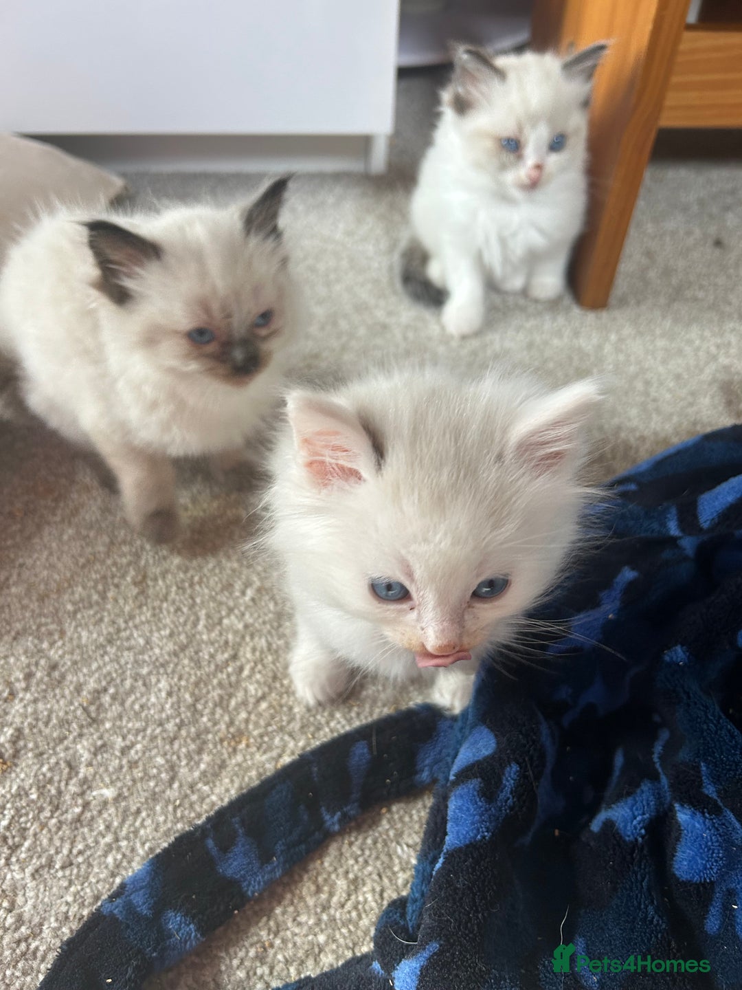 Ragdoll cats for sale: Ragdolls - Image 4