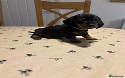 Miniature Dachshund dogs for sale: KC, PRA Clear Miniature Dachshund Puppies - Image 4