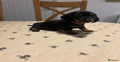 Miniature Dachshund dogs - Advert 8