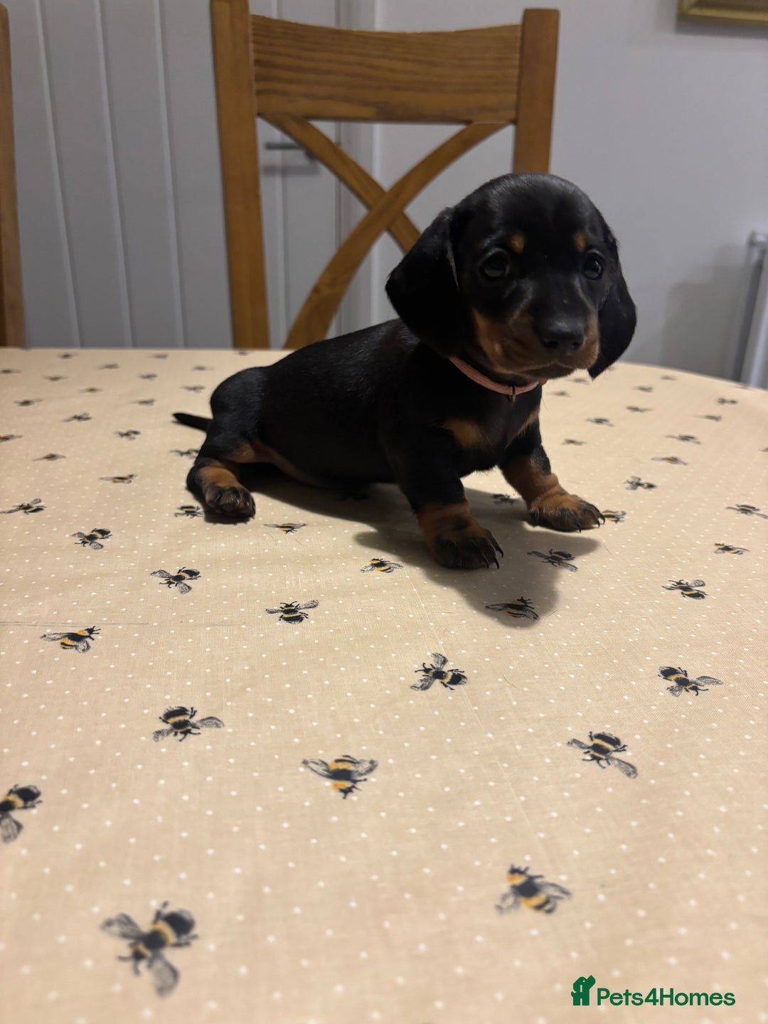 Miniature Dachshund dogs for sale: KC, PRA Clear Miniature Dachshund Puppies - Image 4