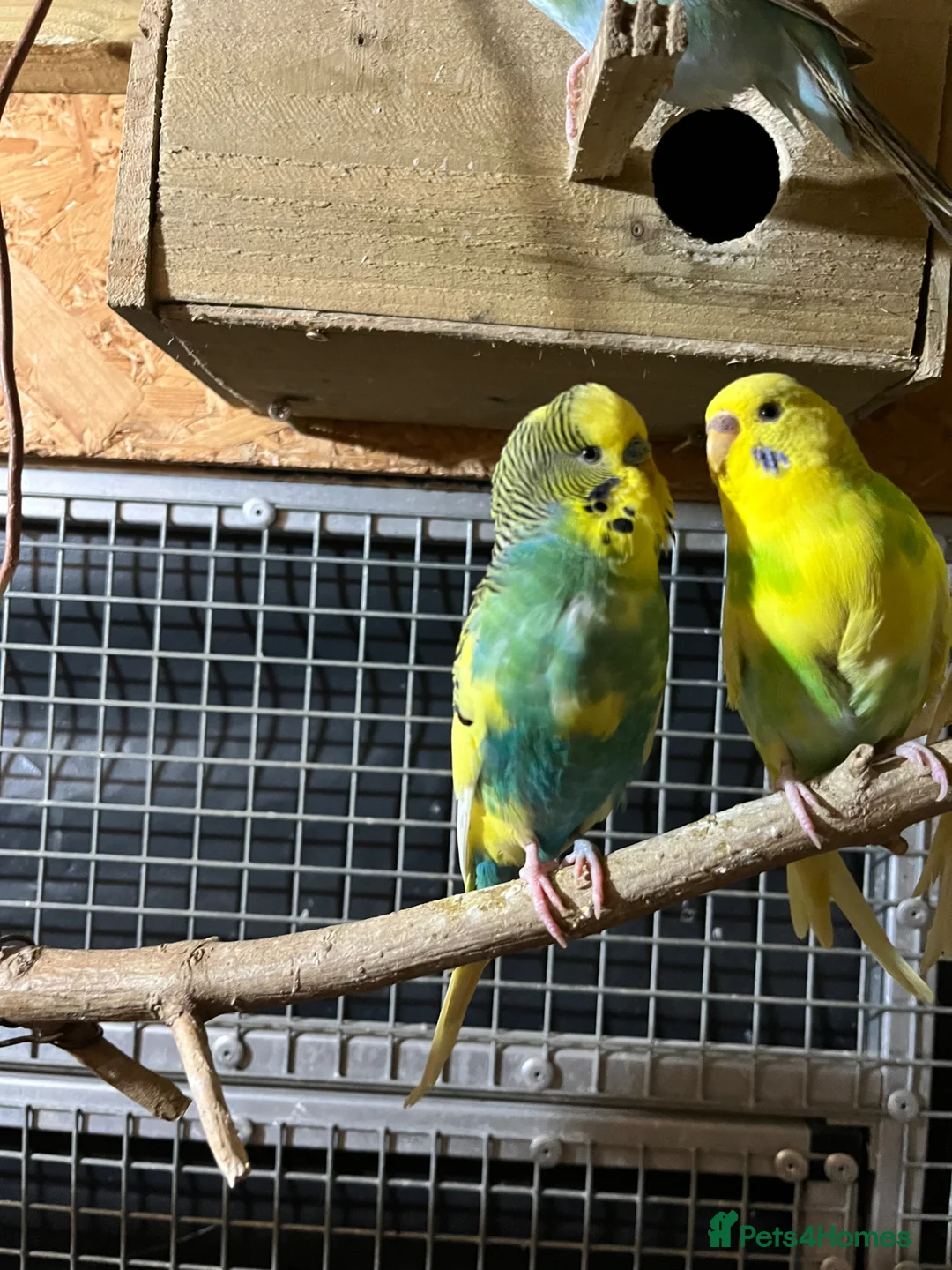 Budgerigars birds for sale: Budgerigars PROVEN BREEDING PAIR  - Advert 1