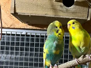 Budgerigars birds Budgerigars PROVEN BREEDING PAIR - Advert 2