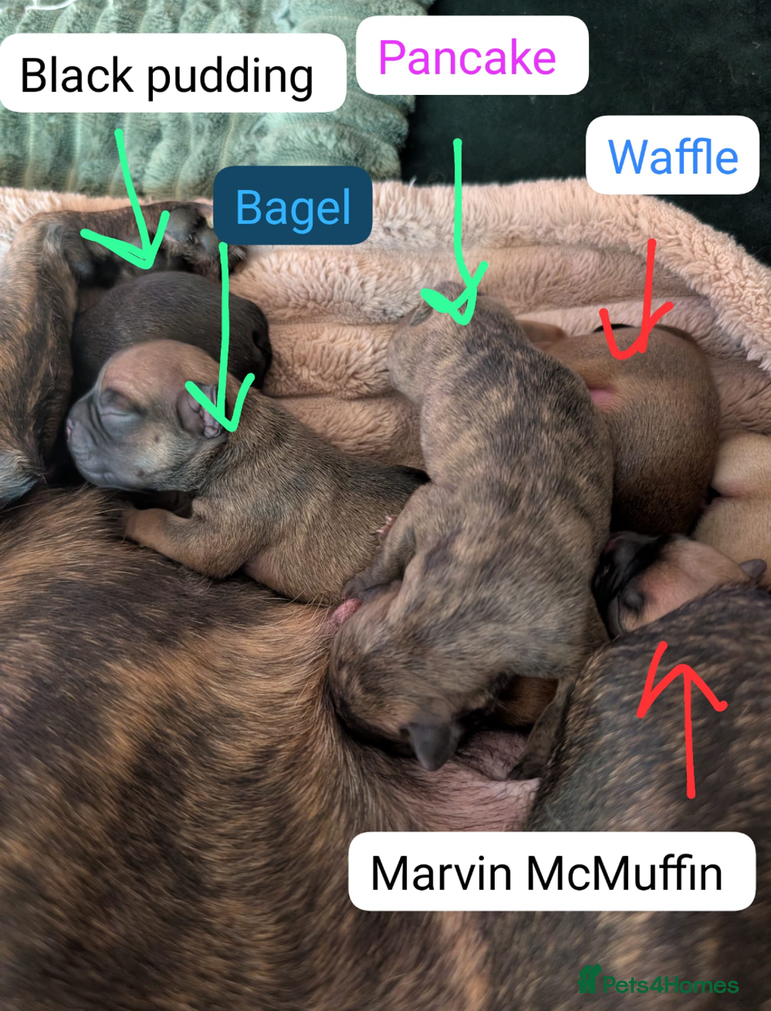 Mixed Breed dogs for sale: 75% Frenchie puppies - Advert 6