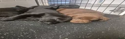 Labrador Retriever dogs for sale: Adorable chunky lab puppies  - Advert 22