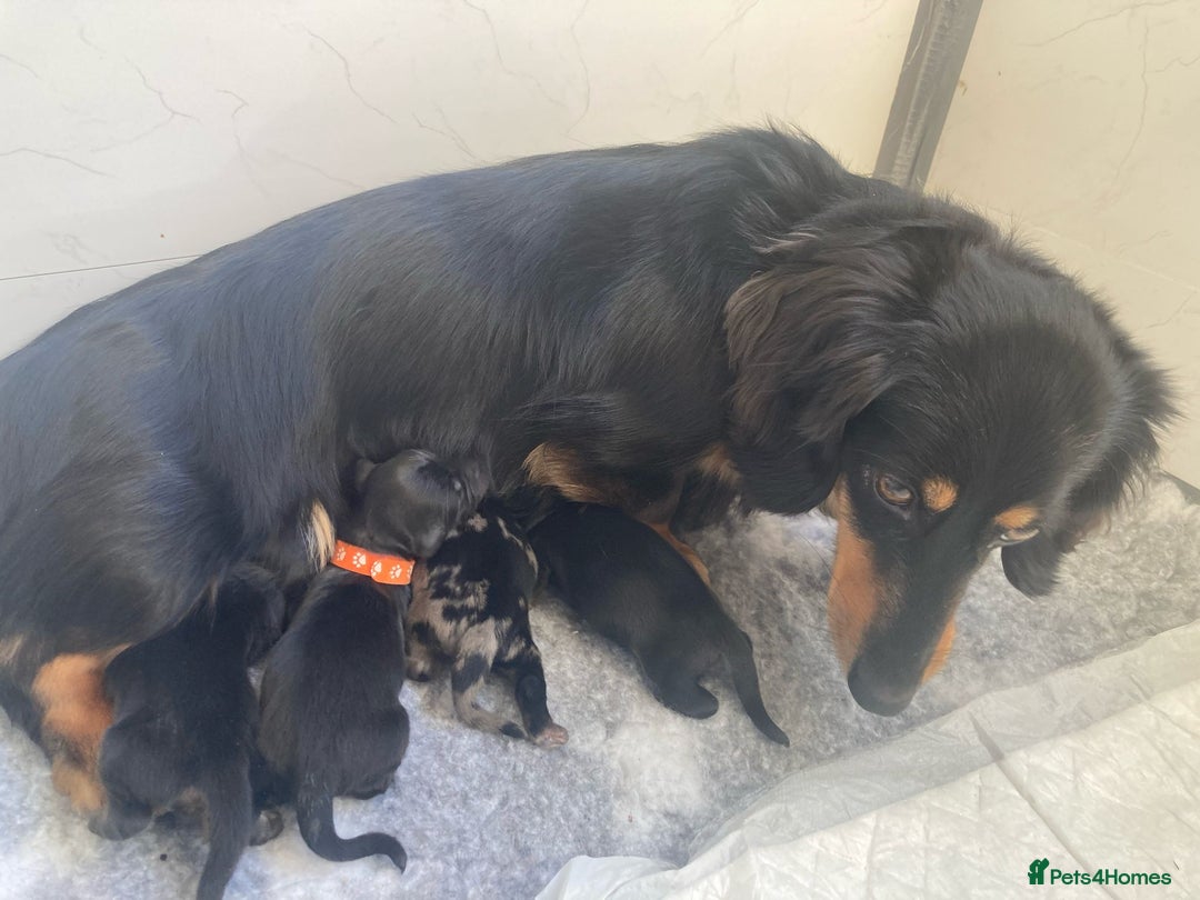 Miniature Dachshund dogs for sale: ADORABLE MINIATURE DACHSHUNDS PUPPIES  - Image 2
